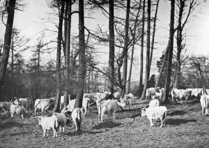 Picture of Chillingham Wild Cattle