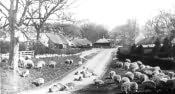 Etal Village and Sheep - Click for bigger image