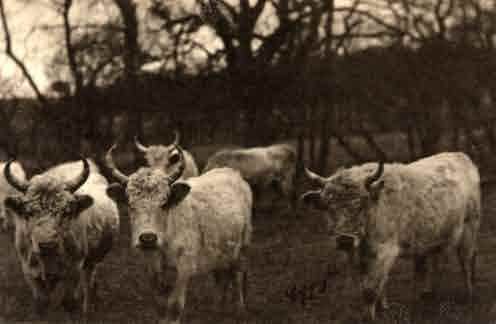 Picture of Chillingham, the Famous White Cattle