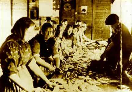 Picture of Craster, Kipper Women at Work