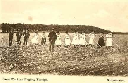 Picture of Scremerston, Farm Workers Singling Turnips