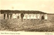 Scremerston, Farm Workers Singling Turnips - Click for bigger image