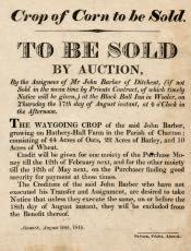 Auction of John Barber's Corn Crop - Click for bigger image