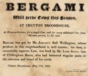 Notice of Bull "Bergami" Available to Serve Cows - Click for bigger image