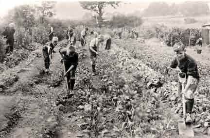 Picture of Haltwhistle, School Boys in their Allotment
