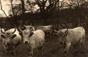 Chillingham, the Famous White Cattle - Click for bigger image