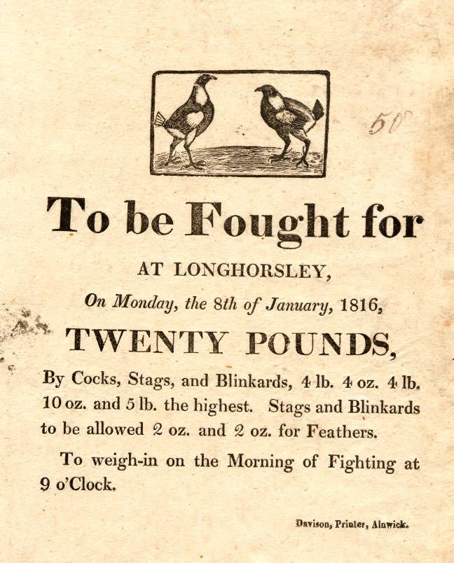 Picture of Advertisement for Cock Fighting at Longhorsley