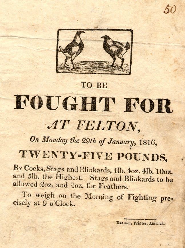 Picture of Advertisement for Cock Fighting